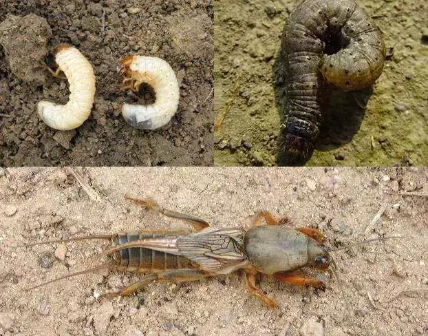 草莓蓟马虫害的症状与防治,秋季草莓虫害危害重点防治与识别