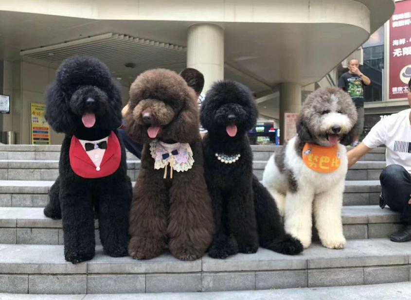 巨型贵宾犬为什么那么少人养,贵宾犬稀少了