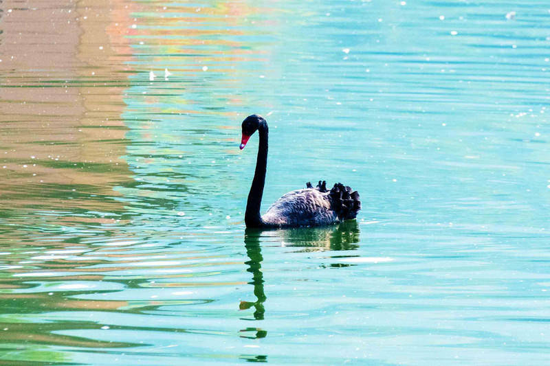 广州长隆野生动物世界旅游攻略,长隆野生动物世界攻略2-3天广州游