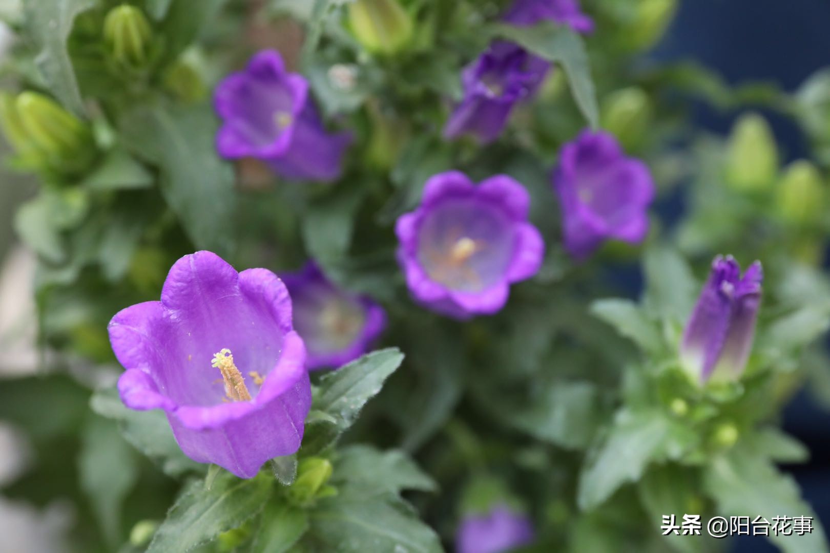 风铃草娇气,风铃草怕冻不怕