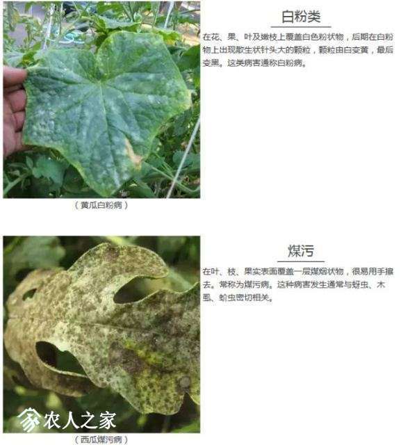 每日一课100个常识,真菌感染必备知识