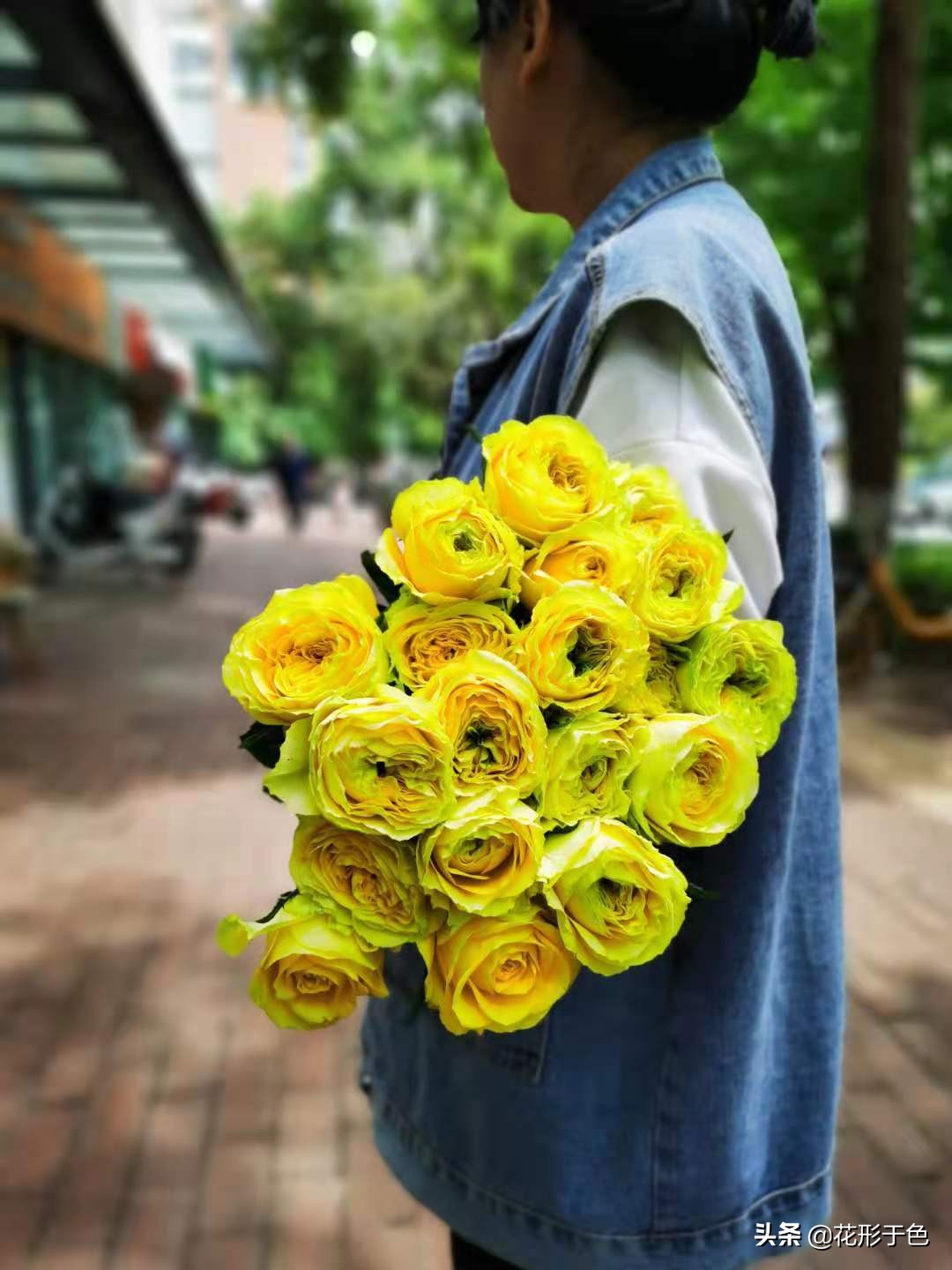 玫瑰品种品鉴,玫瑰花品鉴