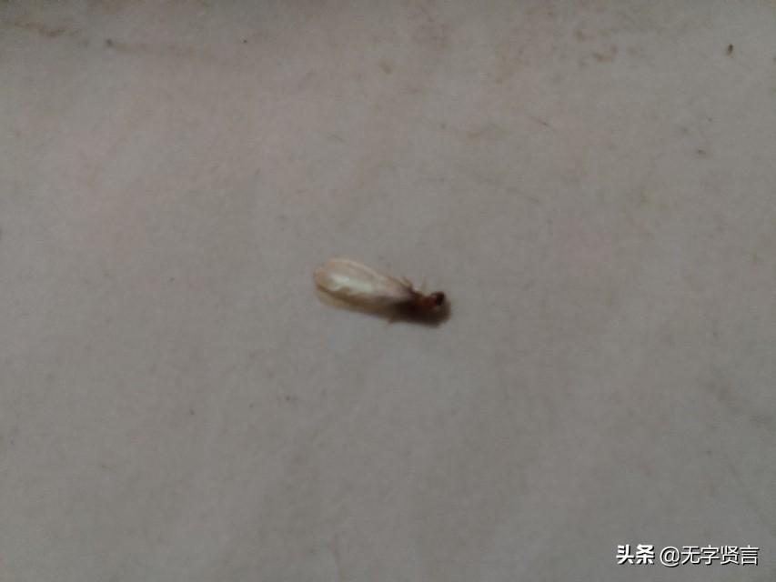 雨后家里全是小飞虫怎么办,夏天雨后出现的飞虫