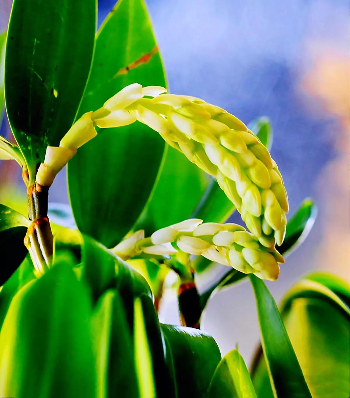 球花石斛珍稀图片,石斛球花品种大全