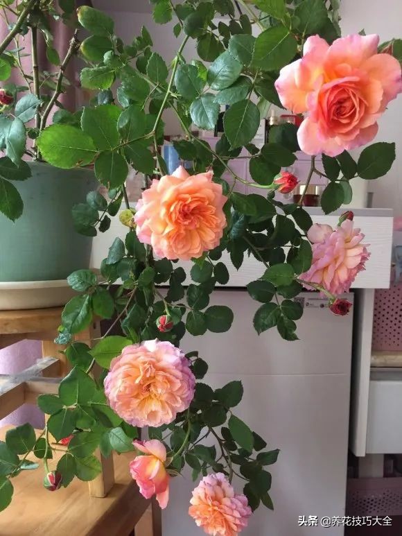 四季开花的月季又香又好养有几种,最漂亮10种盆栽月季