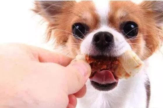 狗狗挑食怎么办教你四招轻松解决,狗狗挑食怎么办视频