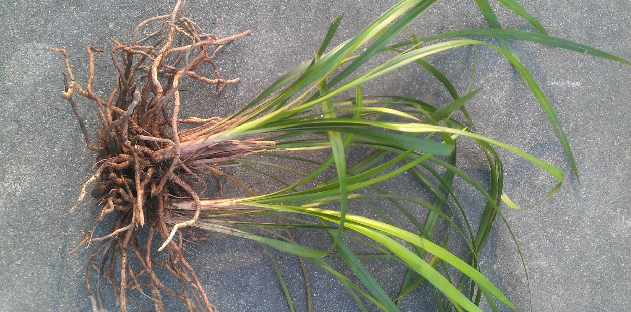 兰花的老芦头芽掉了还有用吗,老芦头的兰花怎么处理