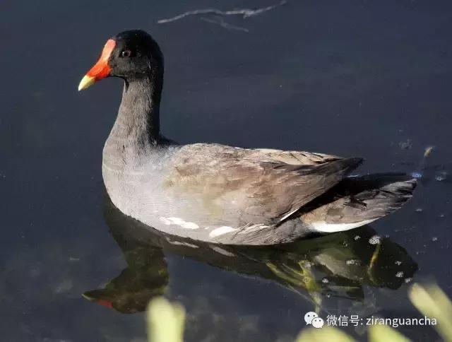 美洲有几种猛禽,美洲三大动物