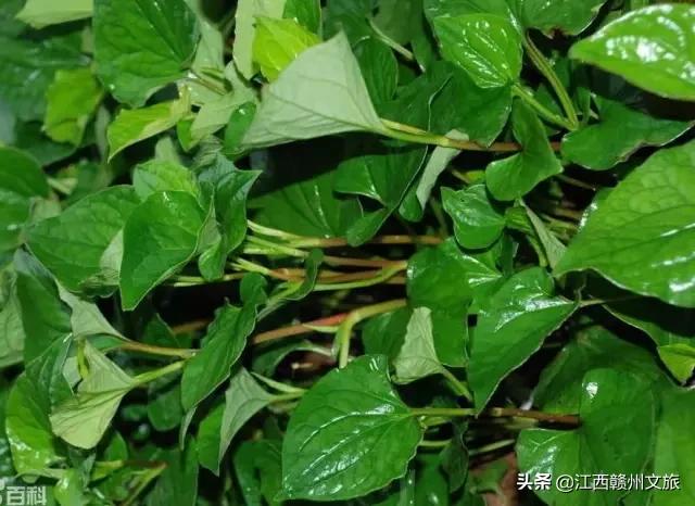 客家人说的狗舌藤什么功效,客家话狗贴耳