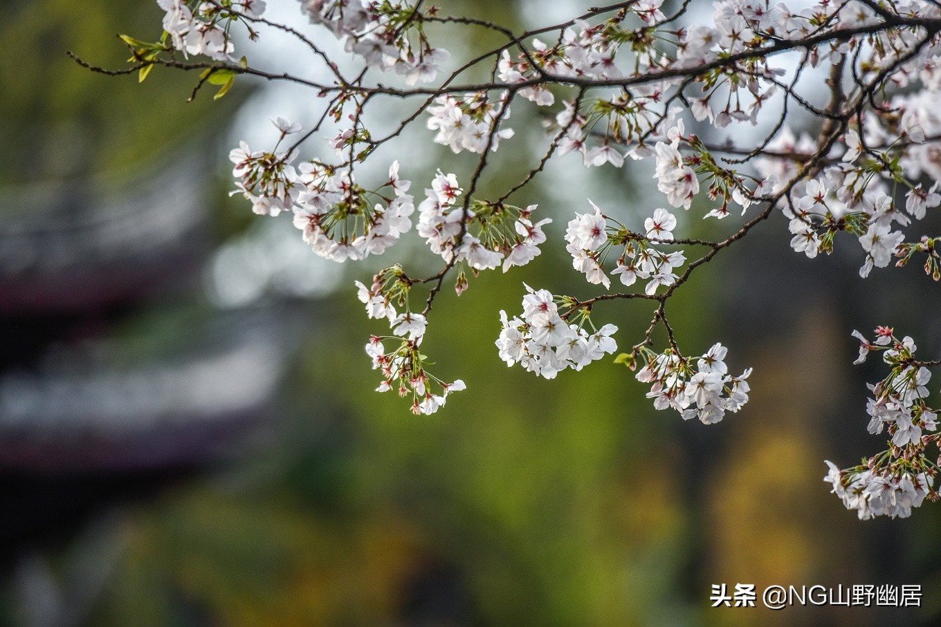 最美南京鸡鸣寺,春天南京鸡鸣寺樱花