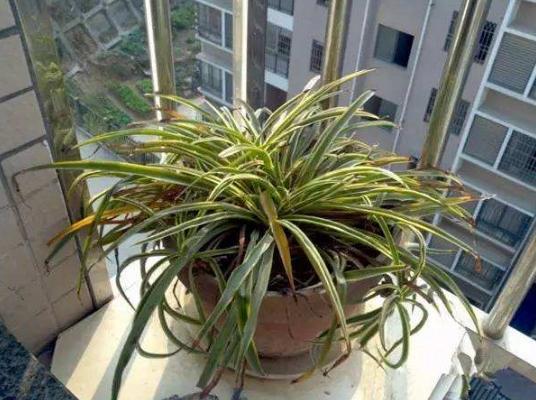 怎么防止植物被晒伤,植物晒伤用什么药