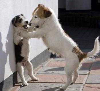 狗狗吃墙灰会有问题吗,狗狗为什么爱吃鼻涕纸