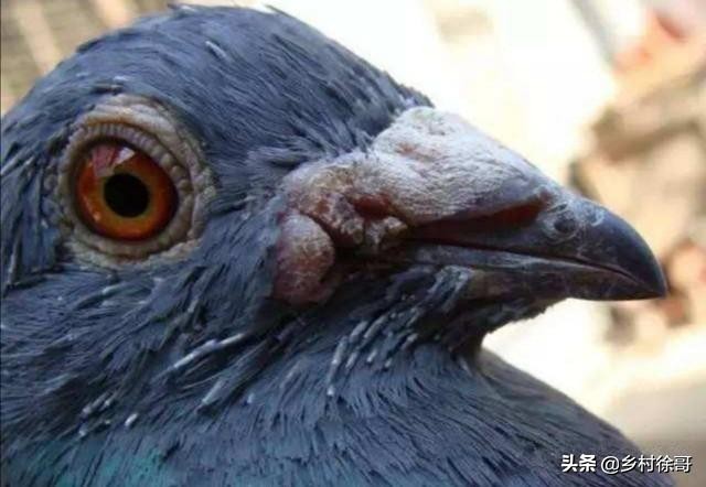 鸽子如何预防鸽痘,鸽友一般夏季都是如何预防鸽痘的
