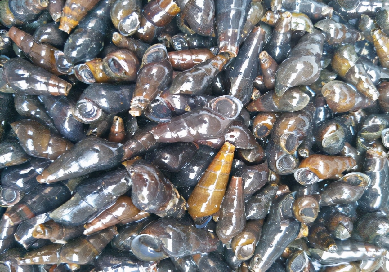 野生山坑螺捡回来要养着吐沙吗,山坑螺生存技巧