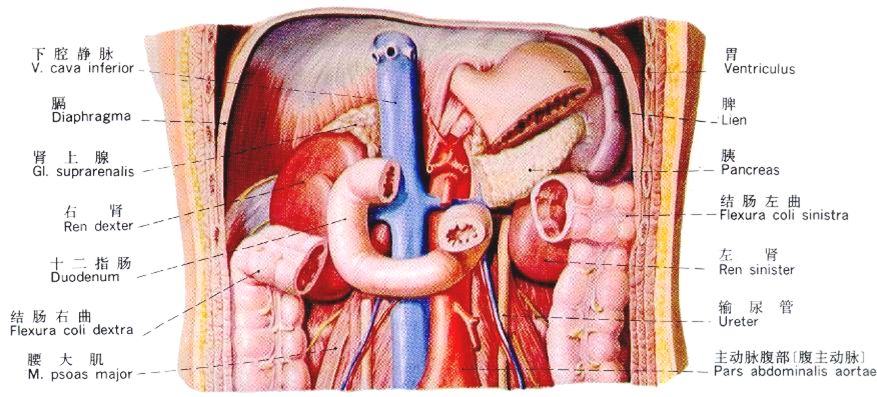 泌尿系统解剖讲解视频,泌尿系统肾脏解剖图谱