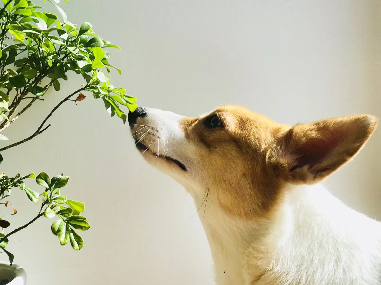 宠物经济背后的真实故事,宠物经济现状大爆发