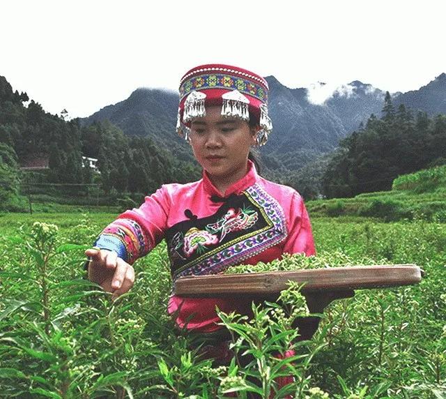 赶黄草喝酒,喝酒了能不能喝赶黄草