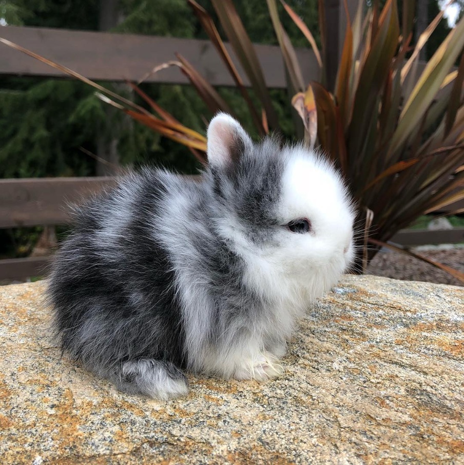 可爱的小动物超萌图片,一组可爱的动物萌照