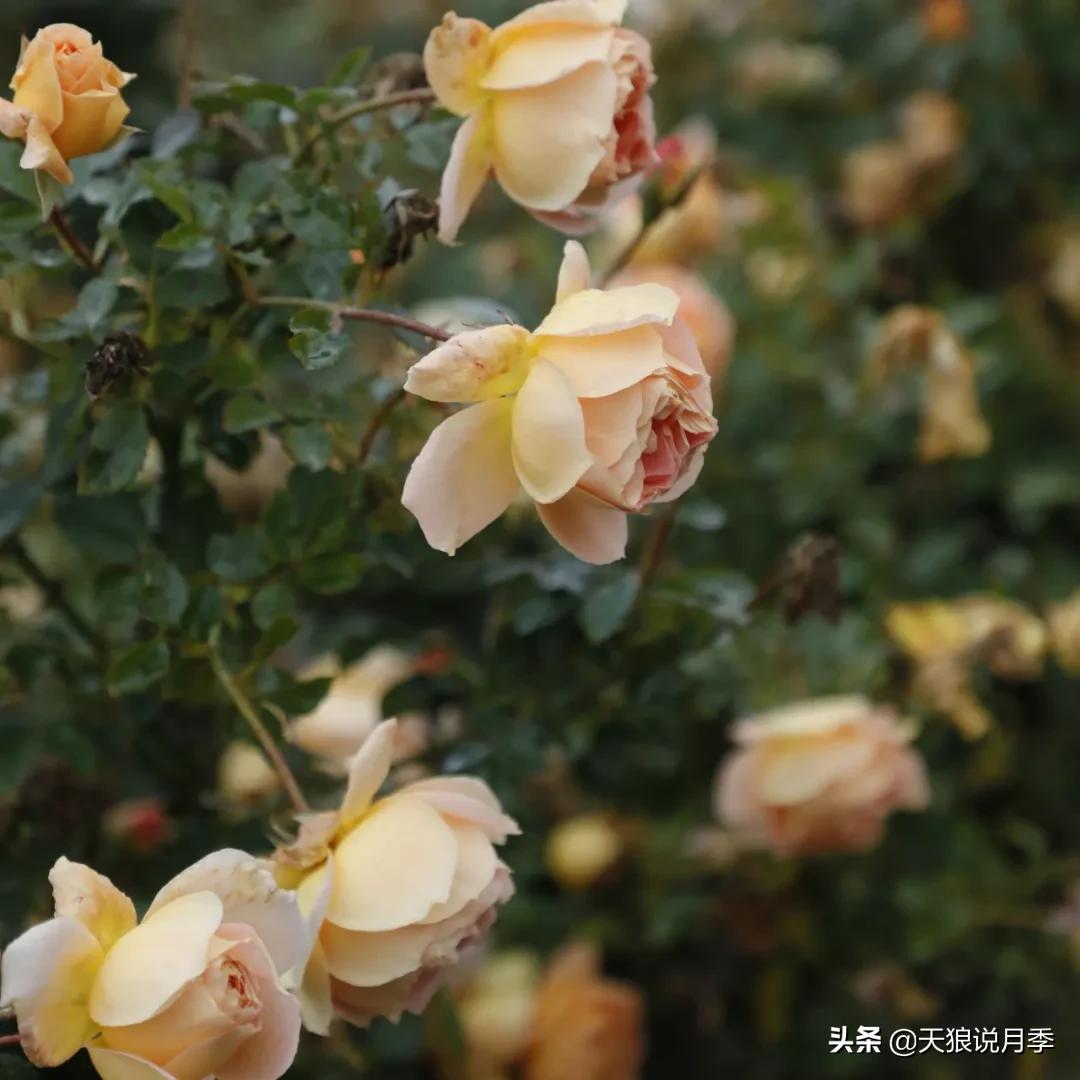 不容易，天狼自育终于打折了！空蒙只要50不到！