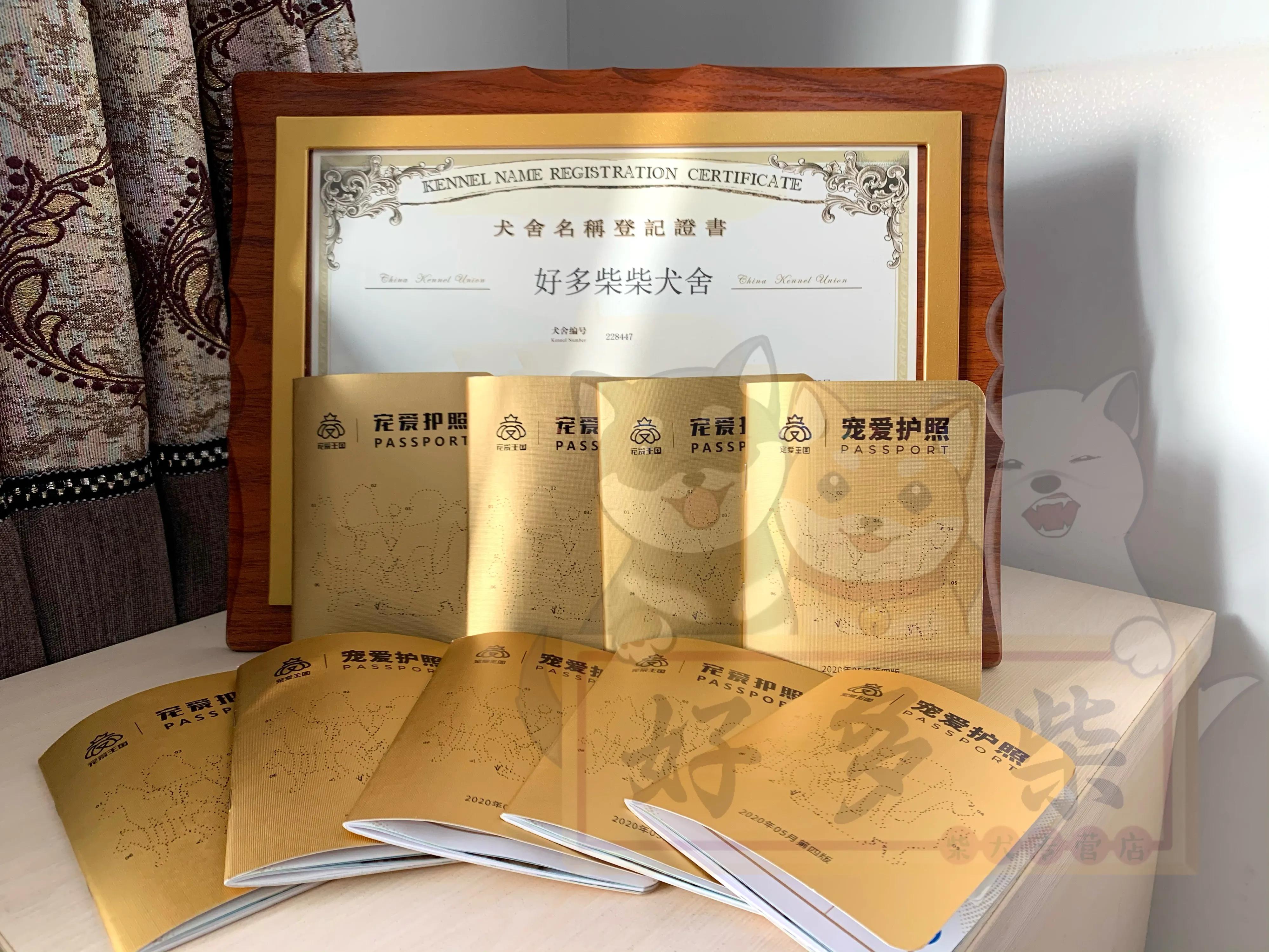 柴犬舍在什么地方,柴柴犬舍靠谱吗