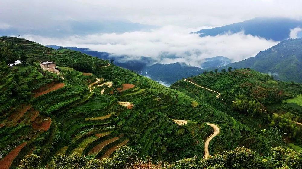春日茗茶似神仙!厦门人究竟有多好这一口