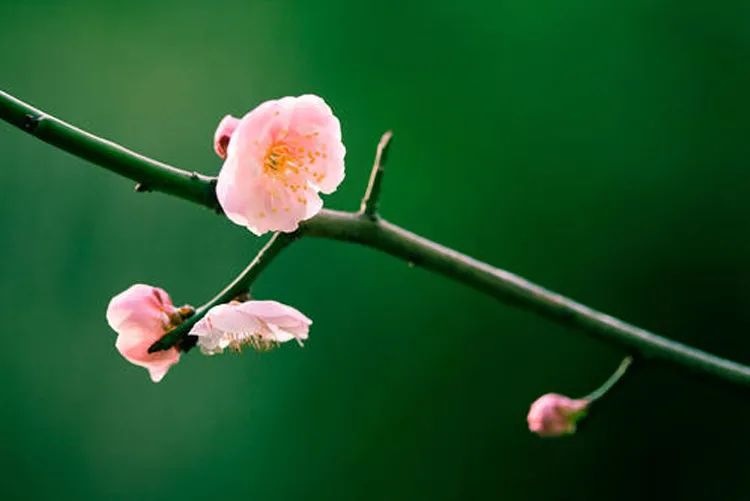 拍大片梅花技巧,梅花拍人物照姿势技巧大全