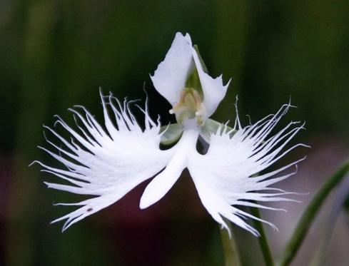 值得收藏的兰花品种有哪些图片,最好的兰花品种图片大全欣赏
