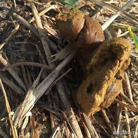 狗狗沉浸式吃冻干大餐和肉,狗狗吃冻干肉大餐