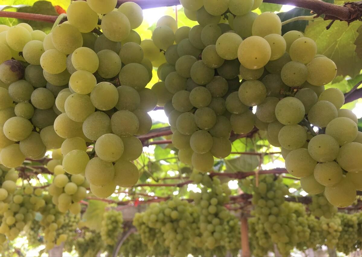 农村种植葡萄一年收入,农村种植葡萄年入500万