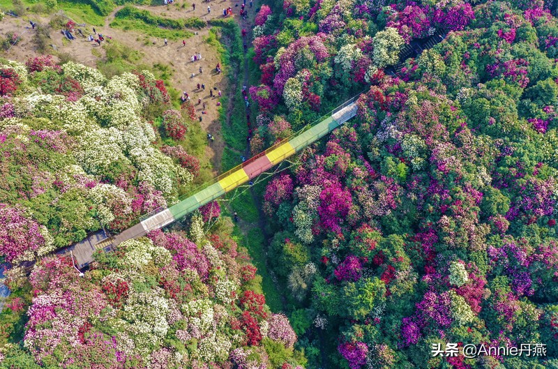 百里杜鹃花开如海,百里杜鹃百里盛开