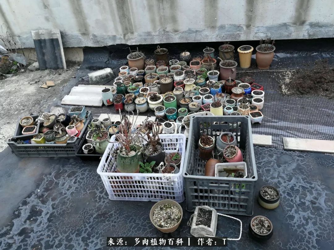 多肉还可以这样玩(上):八年养肉路剪影!