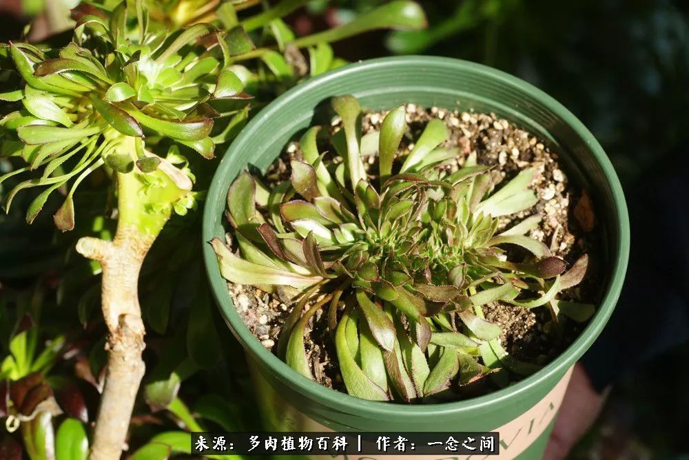 多肉牛群里的“七福神”（下）：男神篇！