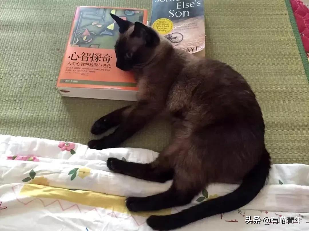 听说给猫起名越贱越好养活,科普给猫起名