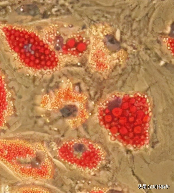 焰色反应实验报告简单,显色反应化学实验高中