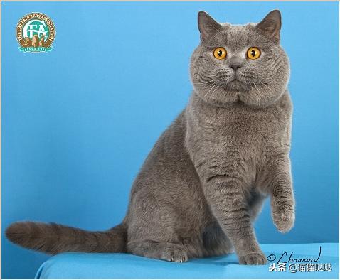 养猫新手买猫注意什么,新手养猫和买猫的注意事项