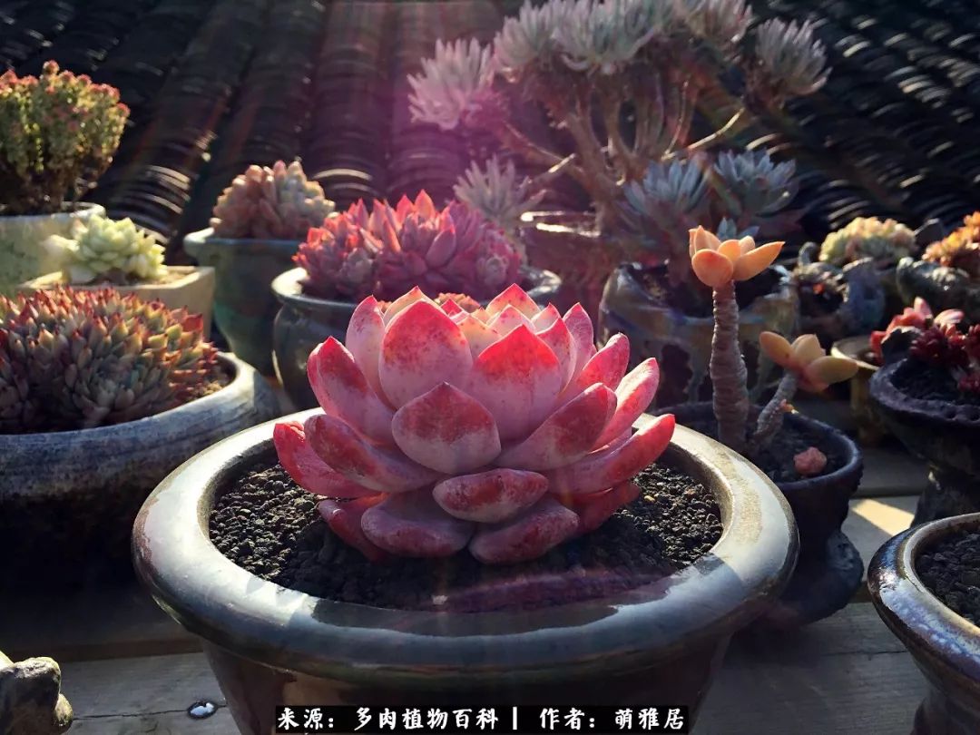 鍒濆啲鏆栭槼鍥寸倝鐓尪,鍐洦鍝佽尪