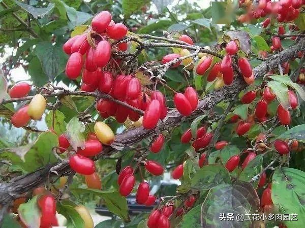 365种·常见花卉图谱，观果和多肉植物收藏篇