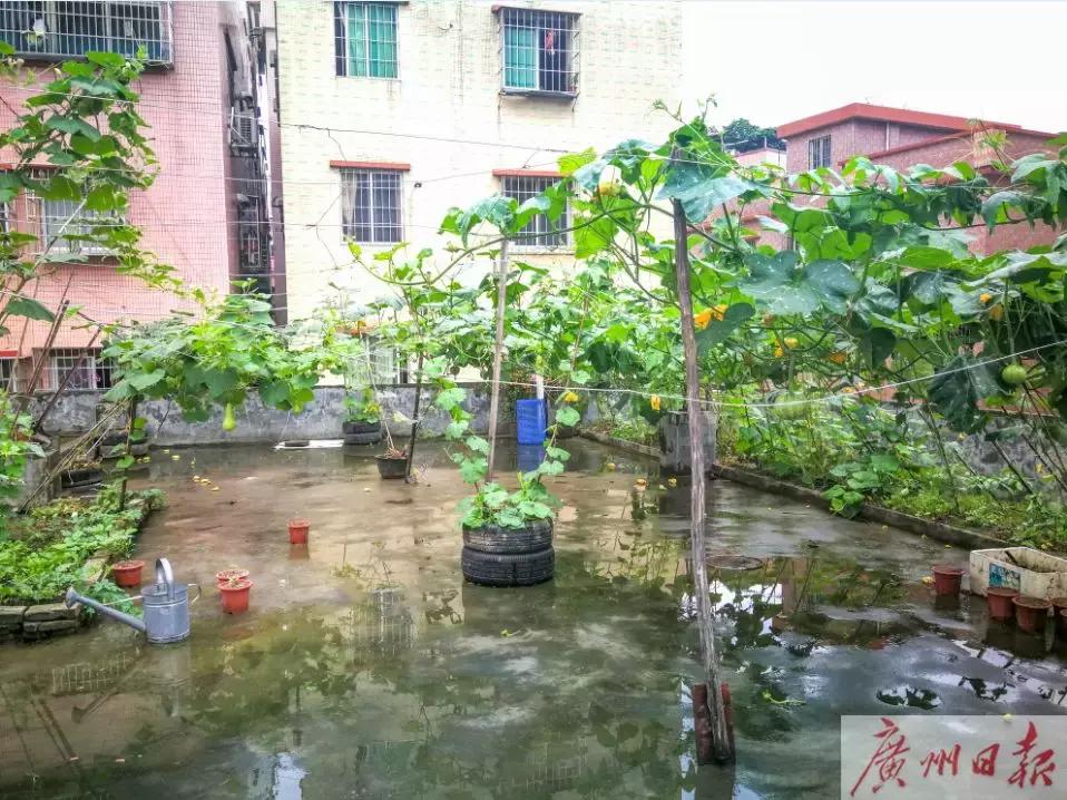 女子被天降大狗砸死,女子被天降大狗砸瘫获赔超百万