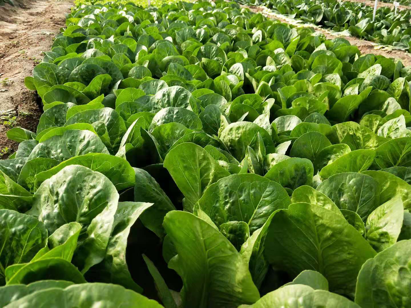 春天夏天适合种什么蔬菜,春天适合播种的蔬菜有哪些