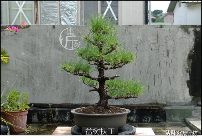 黑松盆景造型实例图解 (小型黑松造型盆景)