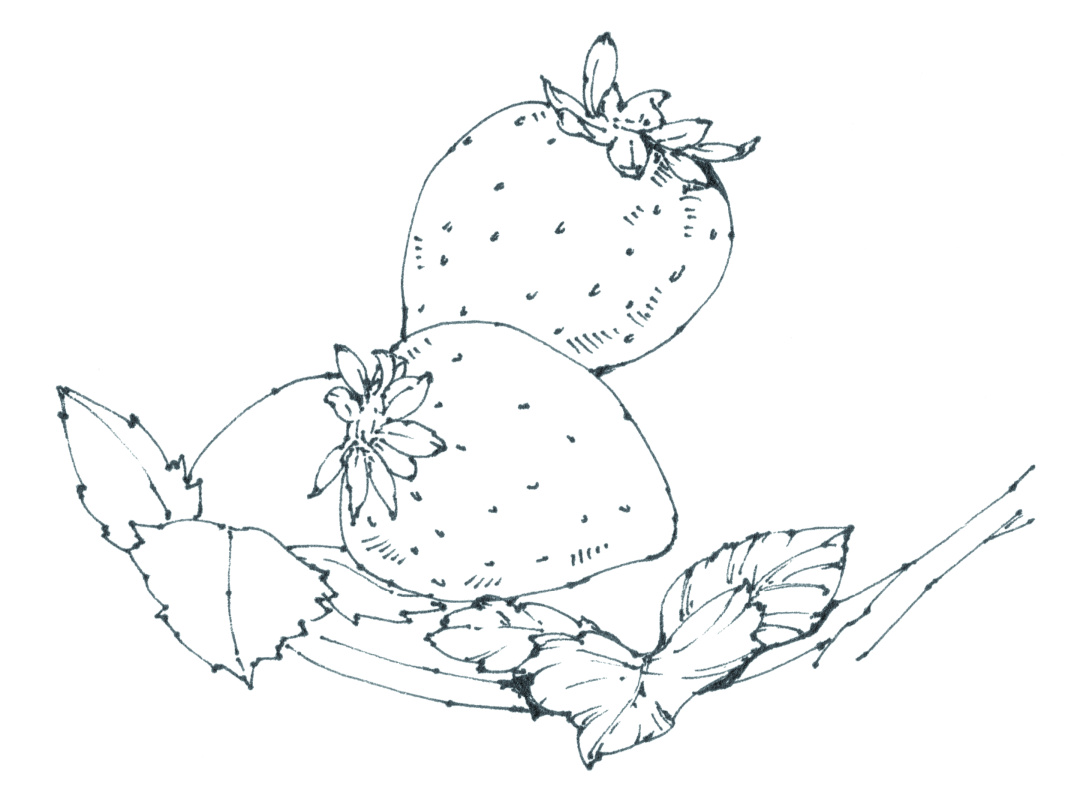 章鱼小丸子草莓,蓝莓章鱼小丸子