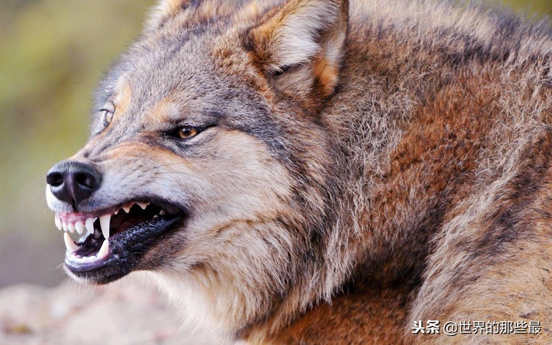 藏獒攻击力到底多强,藏獒真的斗不过野狼吗