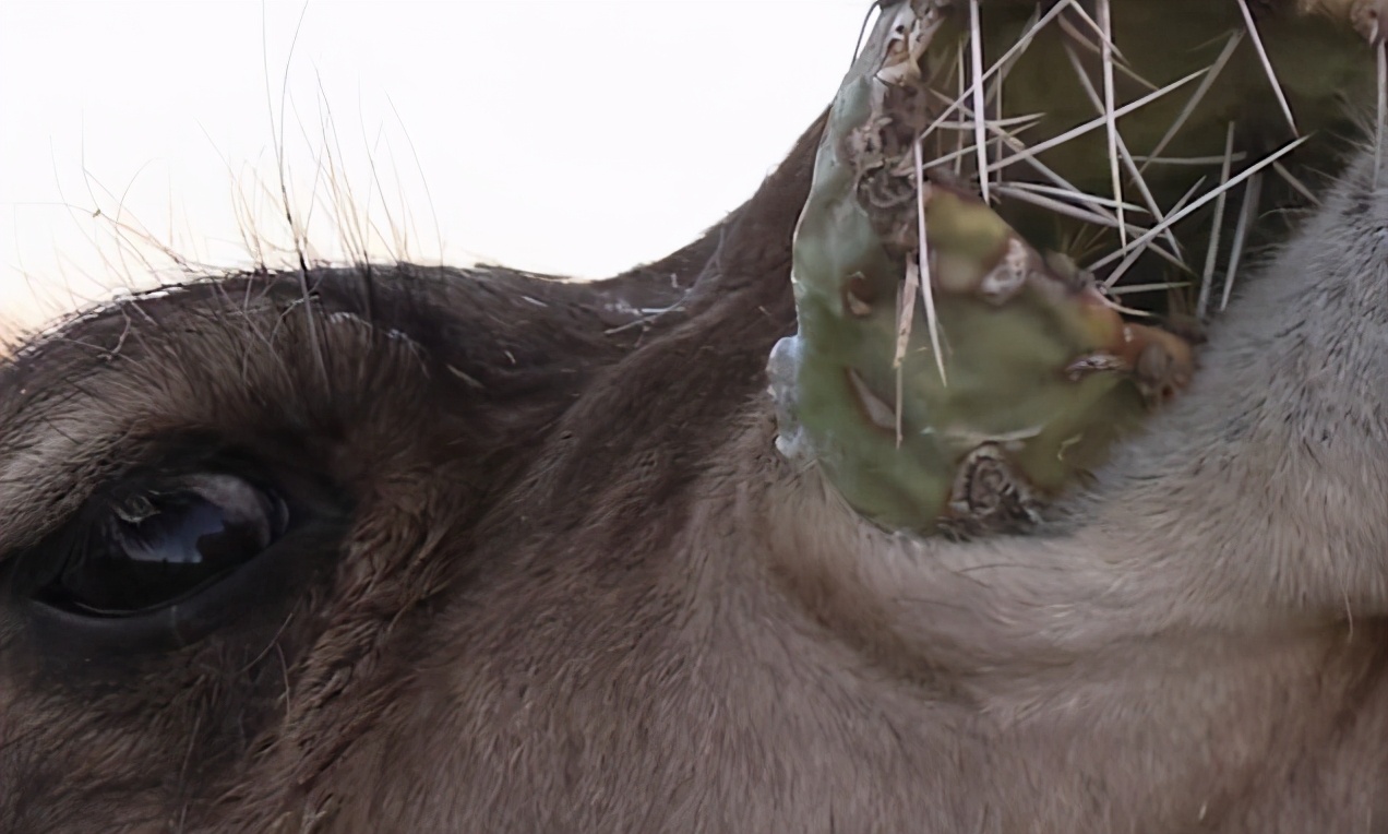 骆驼吃仙人掌难道它不怕有刺吗,骆驼吃直立性仙人掌