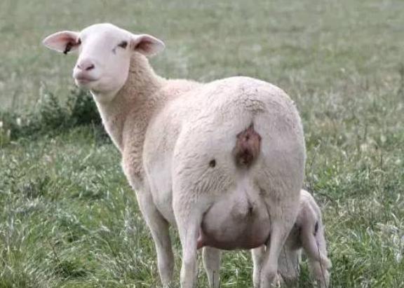 母羊流产后如何处理,母羊流产了怎么给母羊保健