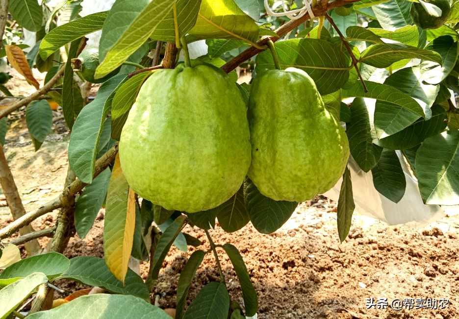 水果中脂肪含量高的水果,低糖高纤维的水果