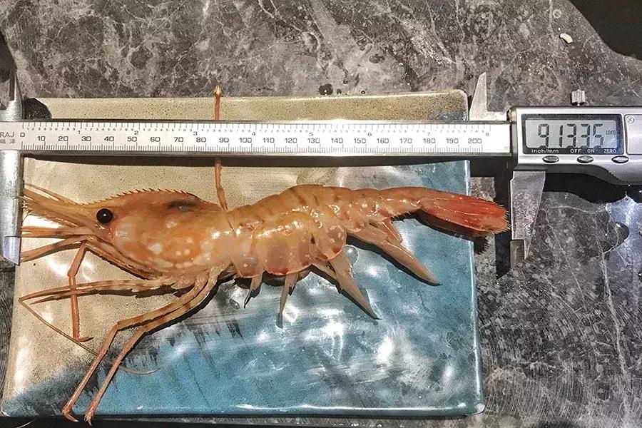 魔都海鲜自助餐厅排名,魔都周浦海鲜自助