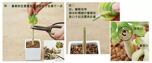 多肉植物种植小课堂,多肉小课堂长寿花