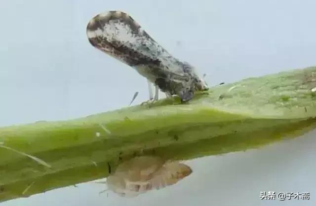 柑橘大实蝇和柑橘小实蝇常规虫害,柑橘虫害高清图谱及防治方法