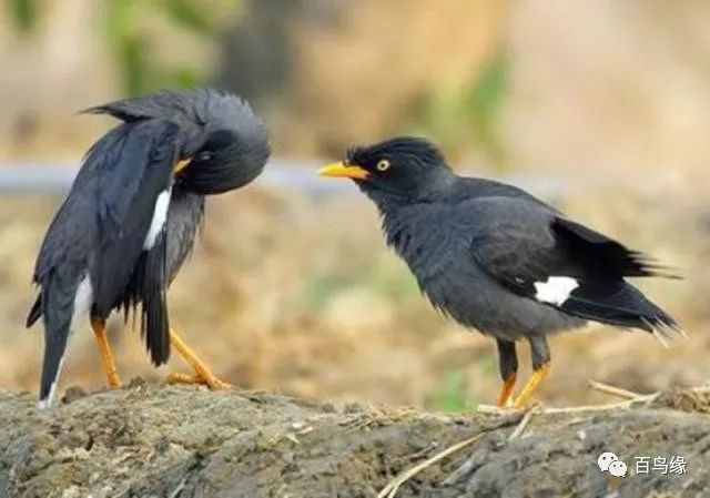 八哥教语细节和精髓,八哥学话的八大要素