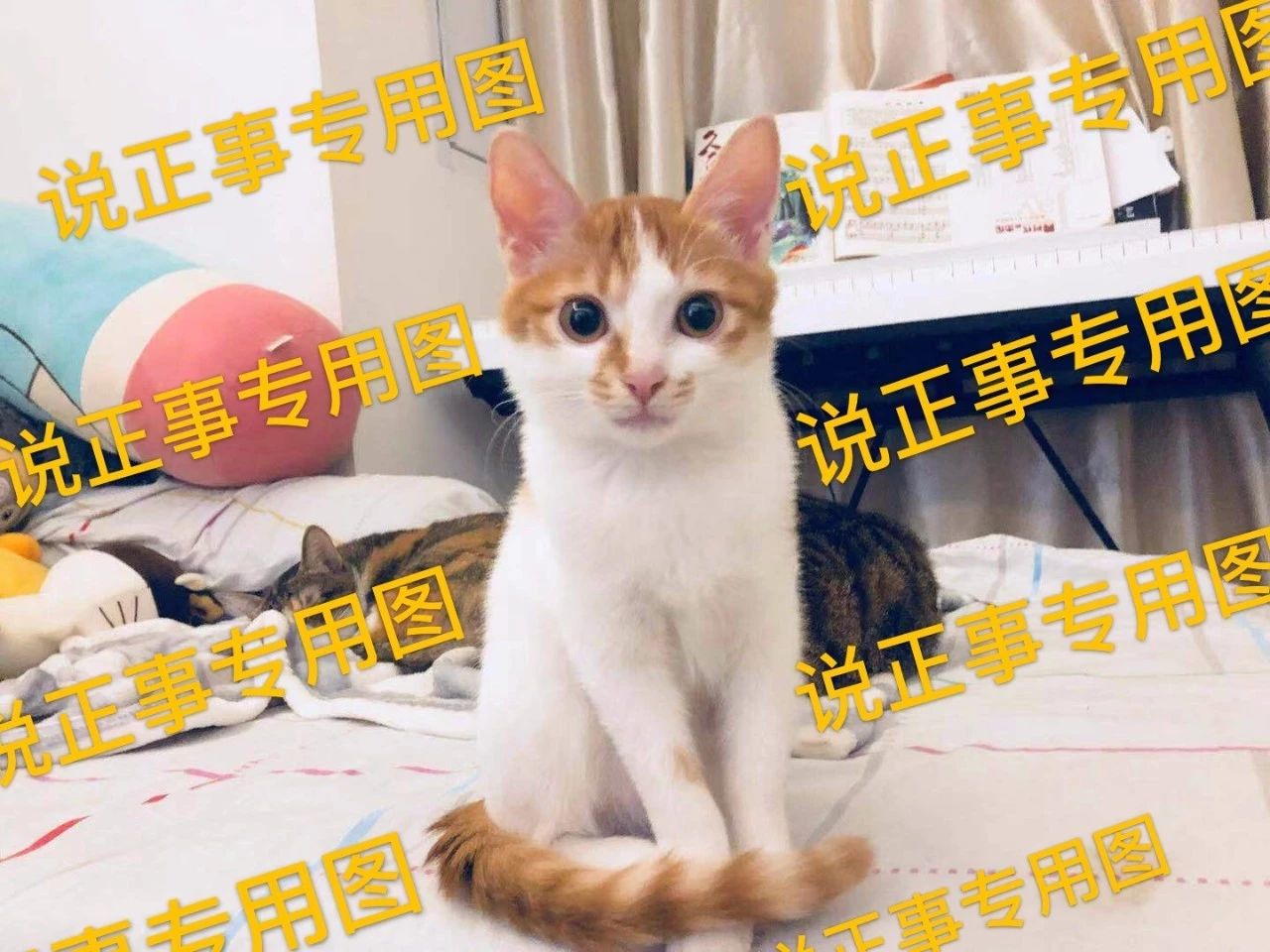 猫突然不吃食物怎么办,猫咪突然不吃猫粮豆瓣